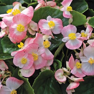 Бегония Bada Bing Rose bicolor